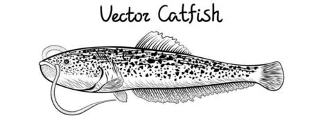 Vektor-Wels-Illustration. Art von Fisch von der Seite. horizontale Schwarz-Weiß-Zeichnung. realistische gravur von fisch isoliert auf weiß. handgezeichnete Abbildung. vektor