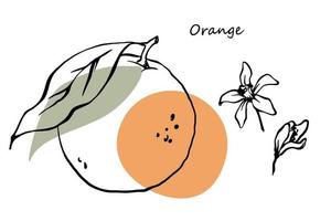 Orange mit Blumenumrissvektorillustration. Strichzeichnungen mit schwarzer Tinte mit grünen und orangefarbenen Farbflecken. vektor