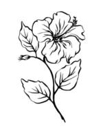 hibiskus vektor hand dragen svart och vit botanisk illustration av blomning hibiskus blomma med löv. freehand bläck linje design element för ört- te, blommande te.