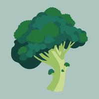 friska broccoli vektor illustration. organisk färsk friska vegan grönsak.