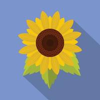 natürliche Sonnenblumen-Ikone, flacher Stil vektor