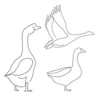 Set von Tierfarm-Gans-Strichzeichnungen, handgezeichnet für Logo-Design. vektor
