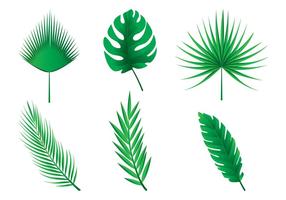 Palmblätter Vektoren