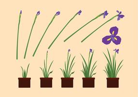 Iris-Blumen wachsen Free Vector