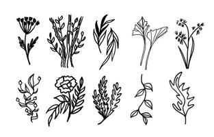 eine Reihe von Pflanzen mit schwarzen Linien von Hand. Zweige und Blumen vektor