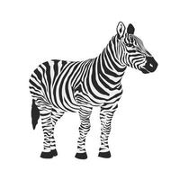 zebra djur- vektor illustration ikon bild