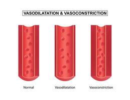 vanligt, vasodilatation och vasokonstriktion blod fartyg, vektor illustration