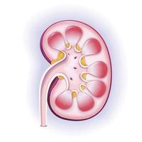 Darstellung eines 3D-Querschnitts einer menschlichen Niere. vektor
