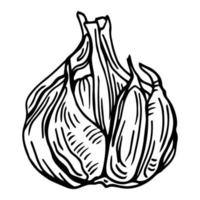 Knoblauch-Umriss-Vektor-Illustration. bauernmarktprodukt, isoliertes gemüse, gravierter bund knoblauch. vektor