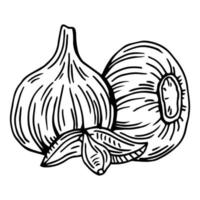 Knoblauch-Umriss-Vektor-Illustration. bauernmarktprodukt, isoliertes gemüse, gravierter bund knoblauch. vektor