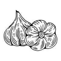 Knoblauch-Umriss-Vektor-Illustration. bauernmarktprodukt, isoliertes gemüse, gravierter bund knoblauch. vektor