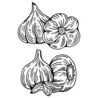 vitlök översikt dragen svartvit ikon uppsättning. lugg av vitlök lökar, i netto väska och runchy vitlök bröd. vektor illustration av grönsaker, bruka produkt.