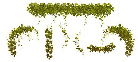 Efeu-Kletterreben mit grünen Pflanzenblättern