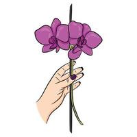 rosa blühende Orchidee in der Hand vektor