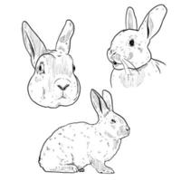 satz skizze und handgezeichnetes kaninchen- und hasenelement vektor