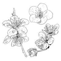 Set aus Skizze und handgezeichneter botanischer Blume Kirschblüte vektor