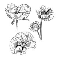 uppsättning av skiss och hand dragen element vallmo blomma samling uppsättning vektor