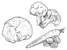 satz skizze und handgezeichnete gemüse brokkoli karotte und kohl vektor