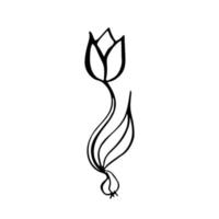 översikt blomma tulpan. svart hand dragen klotter skiss. svart vektor illustration isolerat på vit. linje konst.
