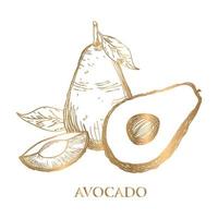 Vektor goldene Avocado-Strichzeichnung