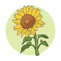 handgezeichnete schöne Sonnenblume vektor