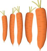 orange Karotte mit grünen Blättern. isoliert auf weiß vektor
