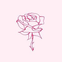 handgezeichnete Rose. Zeichnung der Rosenblüte. rosenblumenillustration im handgezeichneten stil. süße Blume. rosa Umriss. vektor