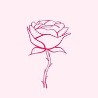 handgezeichnete Rose. Zeichnung der Rosenblüte. rosenblumenillustration im handgezeichneten stil. süße Blume. rosa Umriss. vektor