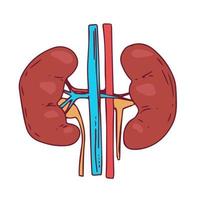 Niere-Vektor-Illustration Innere Organe des menschlichen Körpers vektor