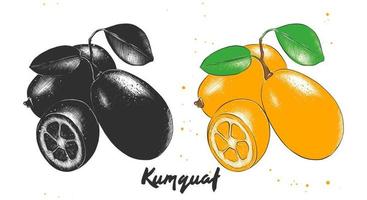 vektor graverat stil illustration för affischer, dekoration, förpackning och skriva ut. hand dragen skiss av kumquat frukt i svartvit och färgrik. detaljerad vegetarian mat teckning.