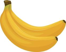 Bananen. Bild von Bananen. reife tropische Früchte. ein reifer Bananenzweig. Vektor-Illustration isoliert auf weißem Hintergrund vektor