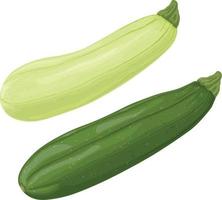 zucchini. bild av skivad zucchini. vegetarian vegetabiliska från de trädgård. bruka grönsaker. vektor illustration isolerat på en vit bakgrund