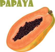Papaya. frische, süße Papaya. reife Frucht. exotische Früchte. Papaya im Schnitt. Vektor-Illustration isoliert auf weißem Hintergrund vektor