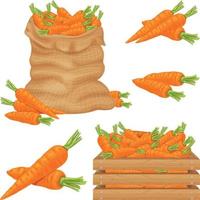 morot bild av en morot i en väska, låda och. mogen orange morötter. färsk grönsaker från de trädgård. organisk vegetarian products.vector vektor