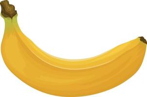 Banane. Bild einer Banane. reife tropische Früchte. Reife Banane. Vektor-Illustration isoliert auf weißem Hintergrund vektor