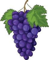 Traube. reife Trauben sind blau. frische Weintrauben. Weintrauben-Vektor-Illustration isoliert auf weißem Hintergrund vektor