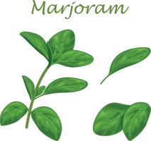 Majoran. grüne Majoranblätter und ein Majoranzweig. ein würziges Heilkraut zum Würzen. Vektor-Illustration isoliert auf weißem Hintergrund vektor