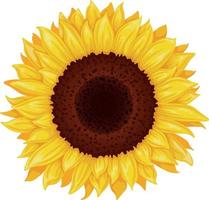 Sonnenblume. Bild einer Sonnenblumenblume. gelbe Sonnenblume. hellgelbe sonnige Blume. Vektor-Illustration isoliert auf weißem Hintergrund vektor