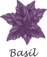 basilika. lila basilika löv. en doftande växt för krydda. vektor illustration isolerat på en vit bakgrund
