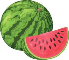 Wassermelone. Bild einer reifen Wassermelone. geschnittene Stücke reifer roter Wassermelone. Vektor-Illustration isoliert auf weißem Hintergrund vektor