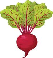 beta. röd mogen rödbetor. mogen organisk vegetabiliska från de trädgård. bruka produkt. socker beta, vektor illustration isolerat på en vit bakgrund