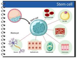 Informationsplakat über menschliche Stammzellen vektor