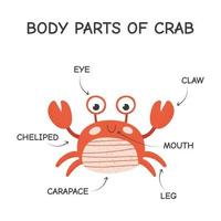tecknad serie kropp delar av krabba. isolerat vektor illustration på vit bakgrund.