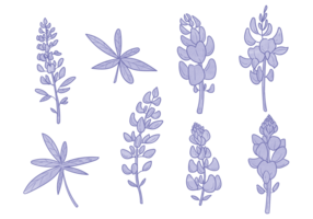 Bluebonnet Flower Vectors