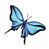 blå fjäril full färgad vektor illustration isolerat på vit bakgrund. skön insekt djur- teckning med ömtålig vingar piktogram. teckning med enkel platt Färg.