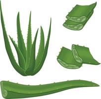 aloe. bild av de grön medicinsk växt aloe vera. aloe löv i sektion. vektor illustration isolerat på en vit bakgrund. för de design av etiketter för förpackning av hud vård Produkter