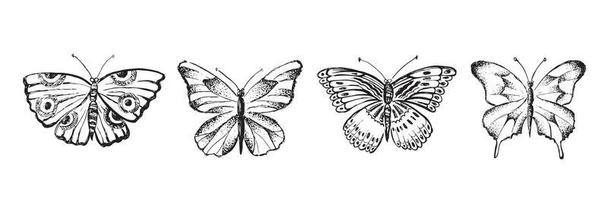 Schmetterling handgezeichnete Vektorgrafiken. vektor
