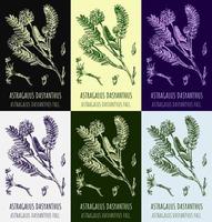 Reihe von Vektorzeichnungen von Astragalus in verschiedenen Farben. handgezeichnete Abbildung. lateinischer Name Astragalus Dasyanthus. vektor