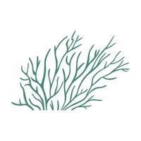 hand gezeichnetes algen- oder korallenriffelement, flache vektorillustration der karikatur lokalisiert auf weißem hintergrund. grüne Pflanze mit Blättern. Zeichnung des Meeresbodens. vektor