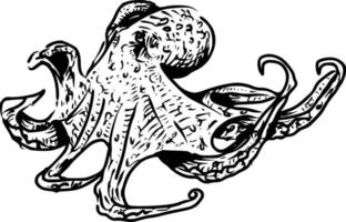 bläckfisk hand teckning årgång gravyr illustration på vit bakgrund vektor